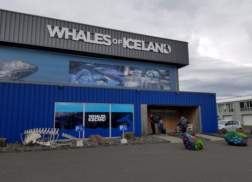 Whales of Iceland Upclose Experience